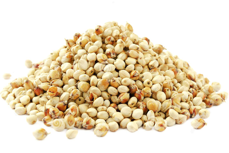 Sorghum crops